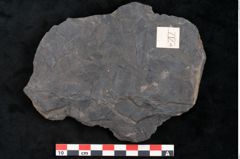 Foto (Detailansicht) von Ceratopetalum vivulare Ettingshausen (NHMW-GEO-2024-0188-10244)